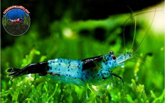 BLUE RILI SHRIMP