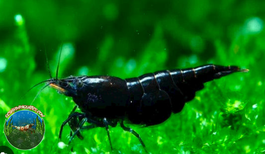 BLACK ROSE SHRIMP