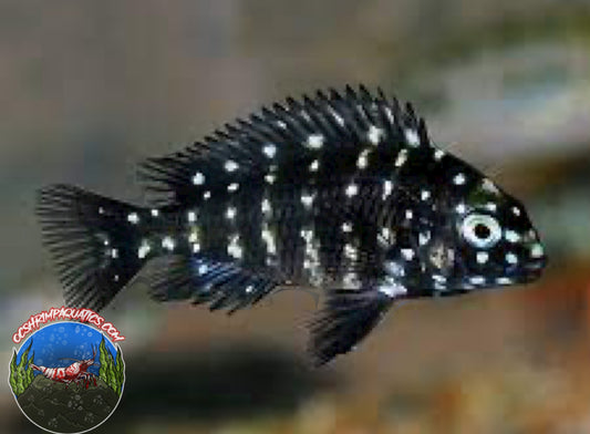 TROPHEUS DUBOISI  ( JUVINILES  )