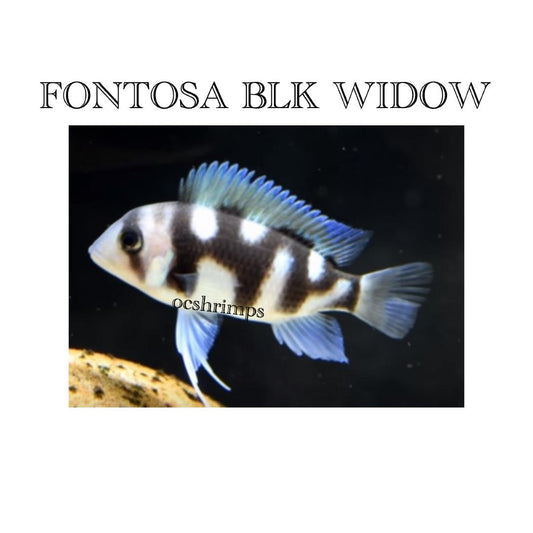 FONTOSA BLK WIDOW 1-2 INCHES