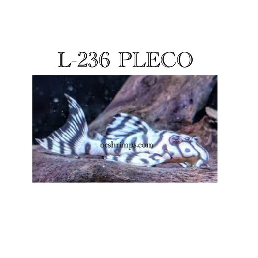 L 236 -SUPER WHITE PLECO 1.5"  RB LINE