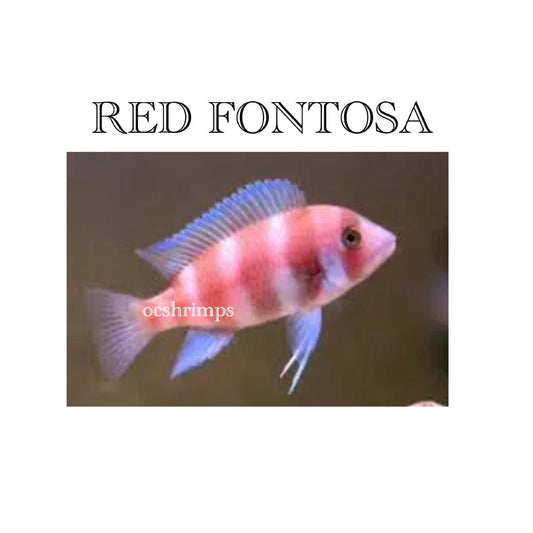 FONTOSA RED   1-2 INCHES