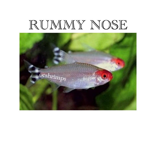 RED RUMMY NOSE