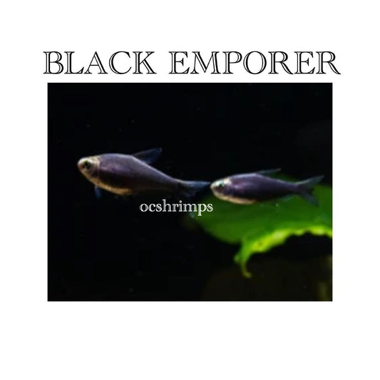 BLACK EMPORER