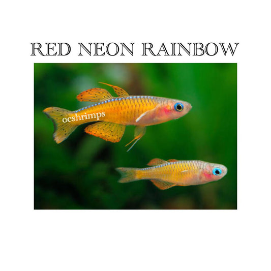 RED NEON RAIBOW ( 10 PCS )