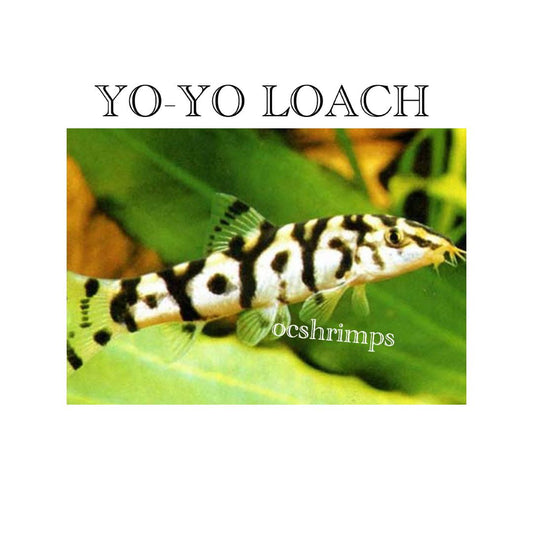 YO-YO LOACH  ( 6 PCS )