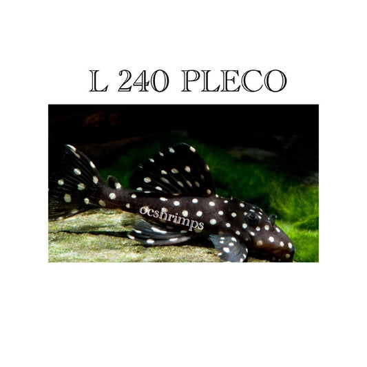 L 240 - VAMPIRE PLECO  6-7"