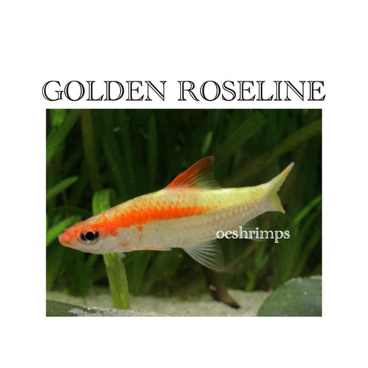 GOLDEN ROSELINE SHARK