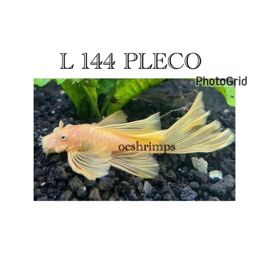 L 144 - ALBINO LONG FIN PLECO OVER 1"   ( 2 PCS )