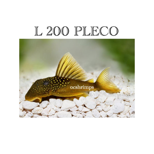 L 200 - GREEN PHANTOM PLECO  3"