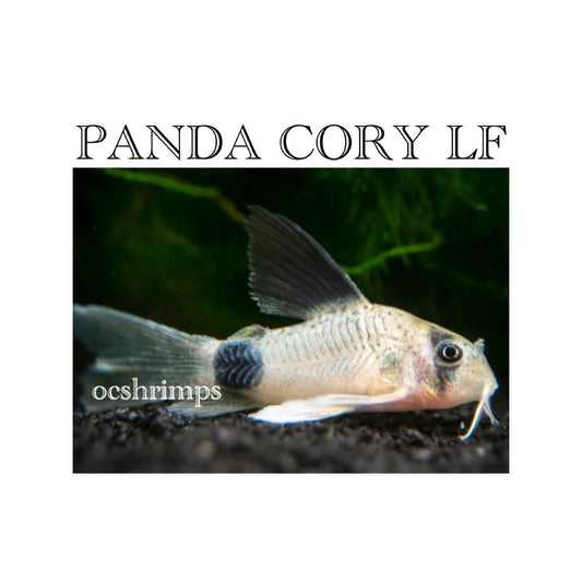 PANDA CORY LONG FIN  ( 6 PCS )