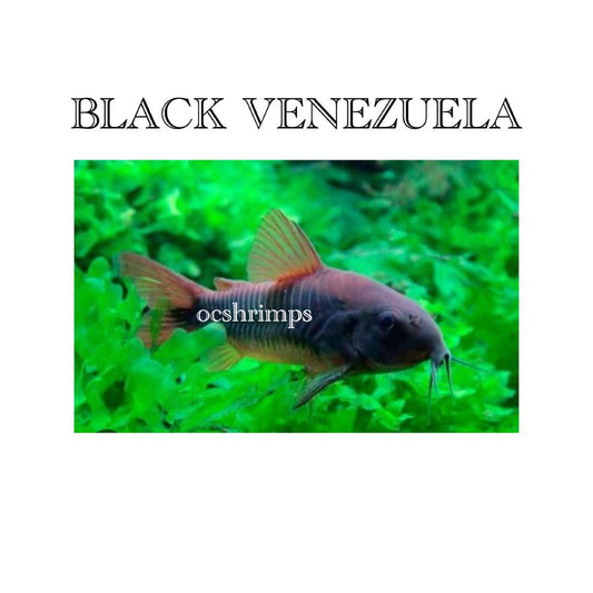 BLACK VENEZUELA