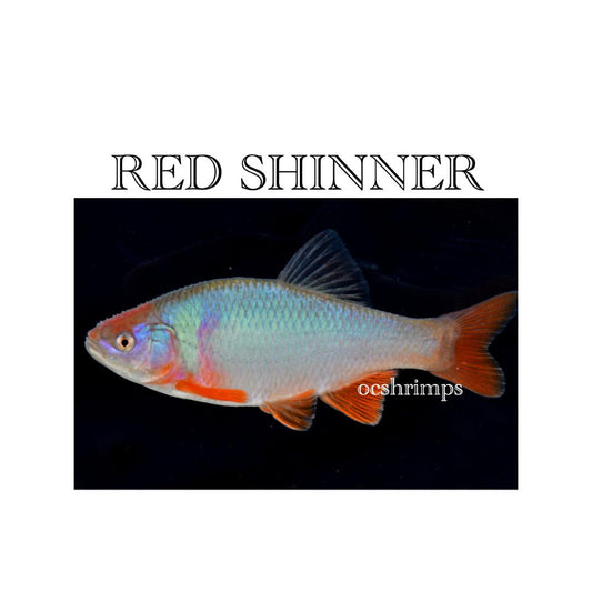 RED SHINNER