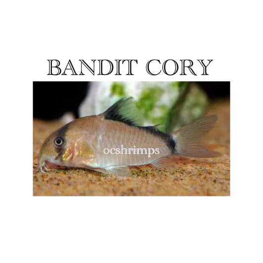BANDIT CORY