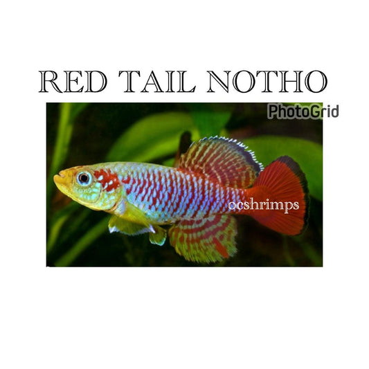 RED TAIL NOTHO