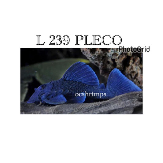 L  239 - BLUE PANAQUE PLECO  3"