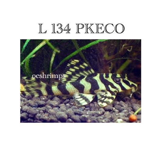L134 - LEOPARD FROG PLECO