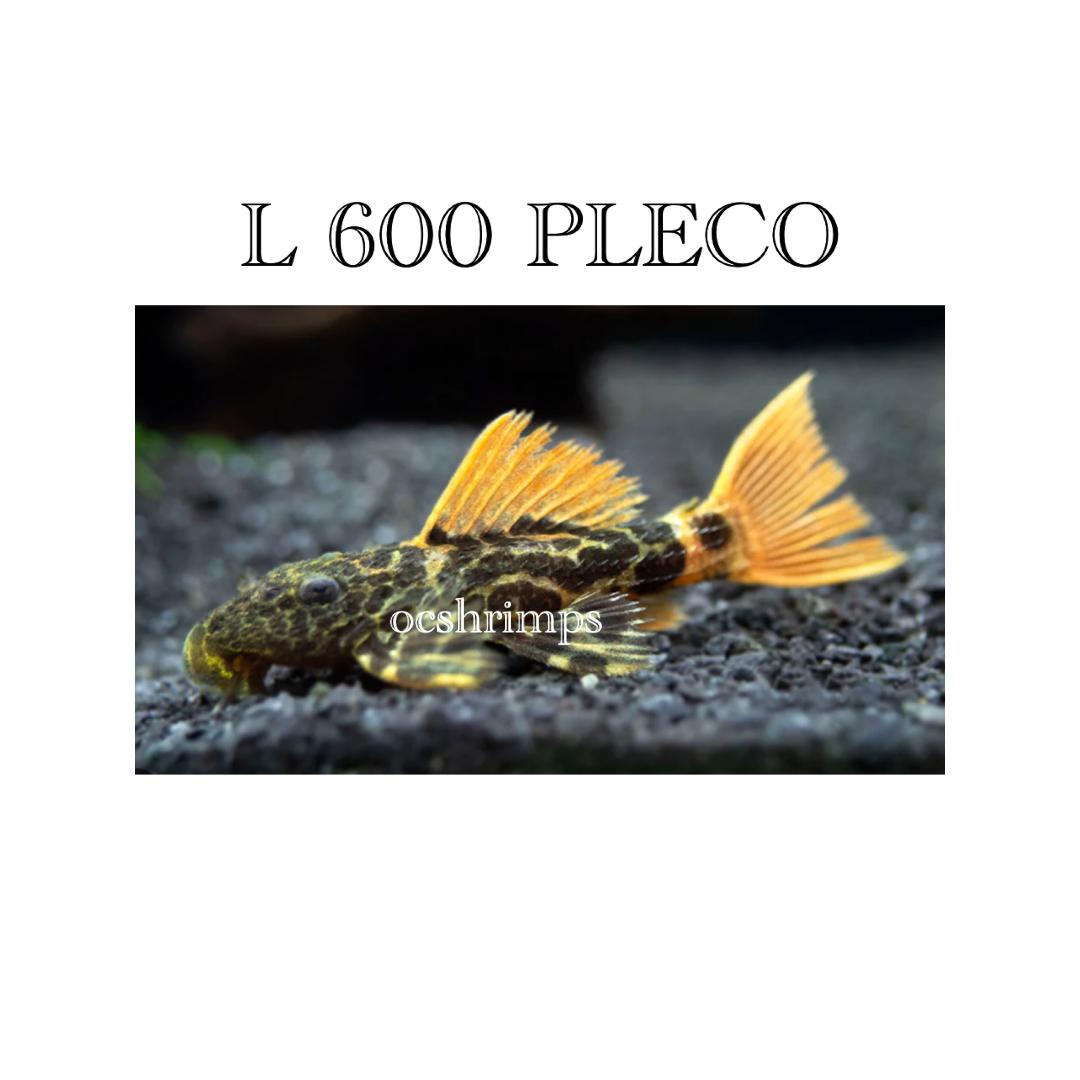 L600 - LEOPARD CACTUS