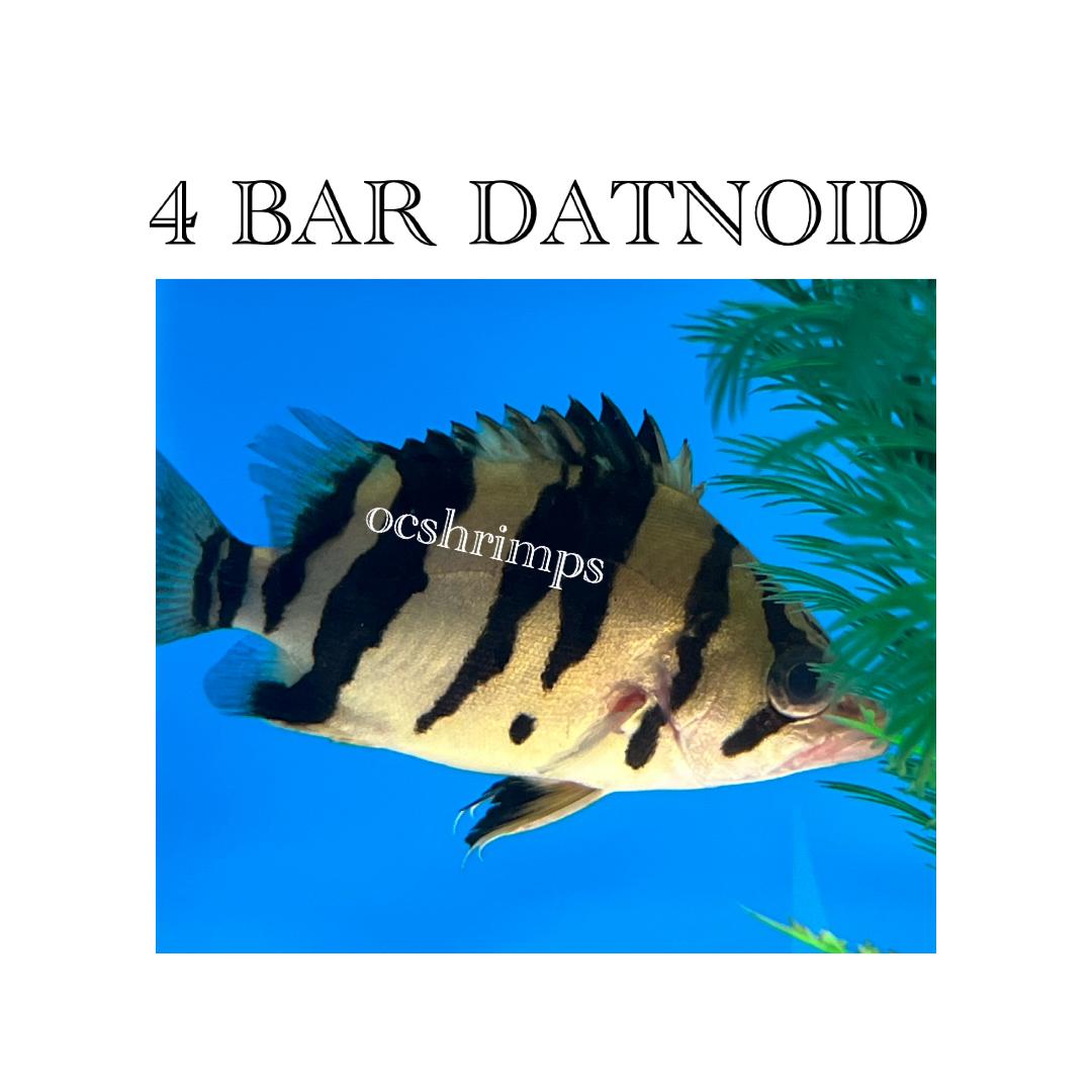 TIGER DATNOID MIXED BARS – OC SHRIMP AQUATIC LLC