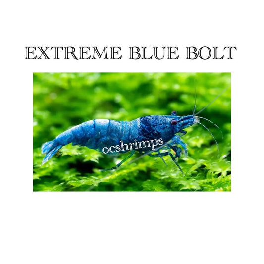 BLUE BOLT EXTREME