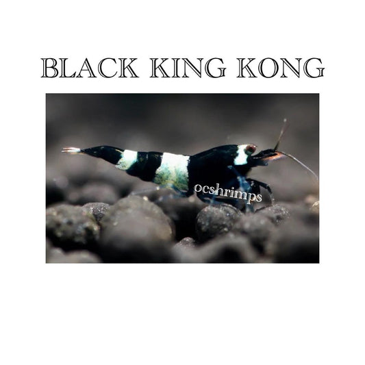 BKK - BLACK KING KONG