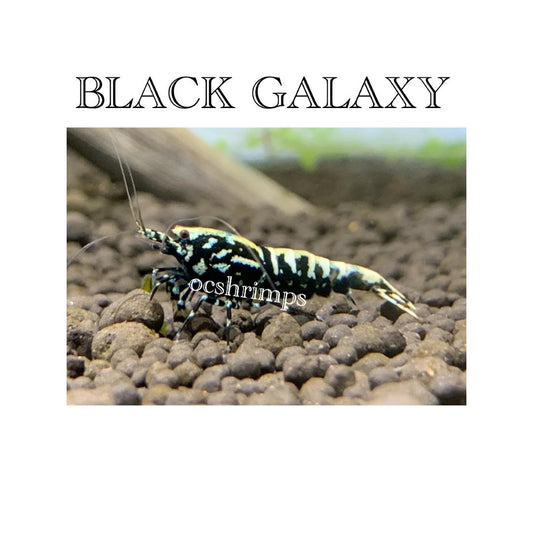 BLACK GALAXY SHRIMP