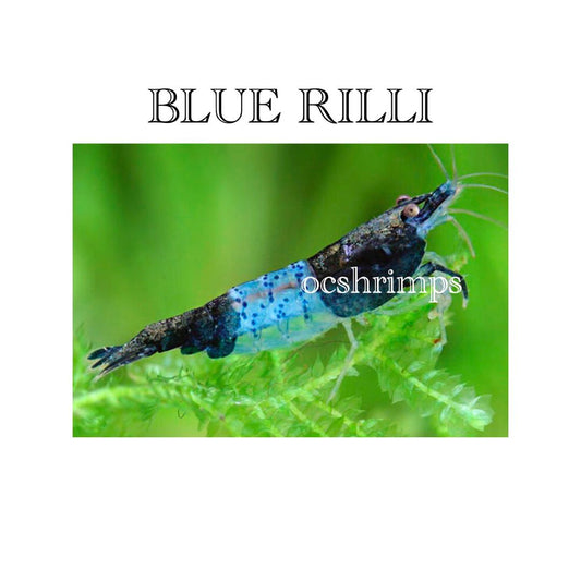 BLUE RILLI SHRIMP