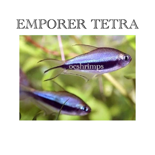 BLUE EMPEROR TETRA