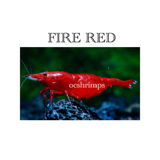 FIRE RED SHRIMP