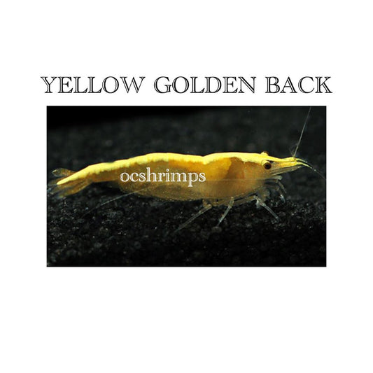 YELLOW GOLDEN BACK SHRIMP ( 10 PCS )