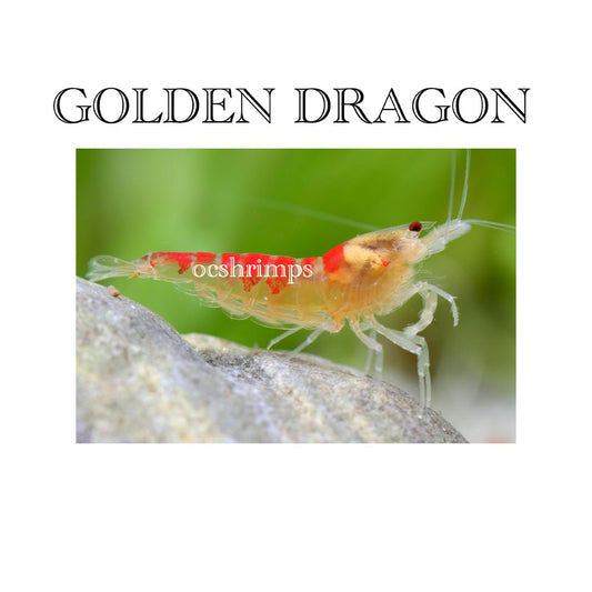 GOLDEN DRAGON SHRIMP ( 10 PCS )