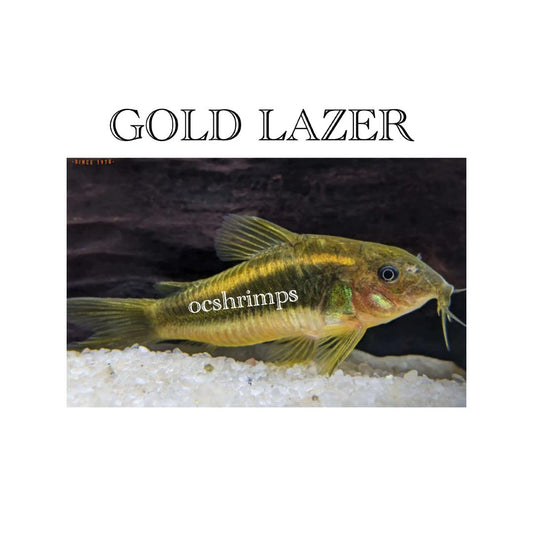 GOLD LAZER CORY