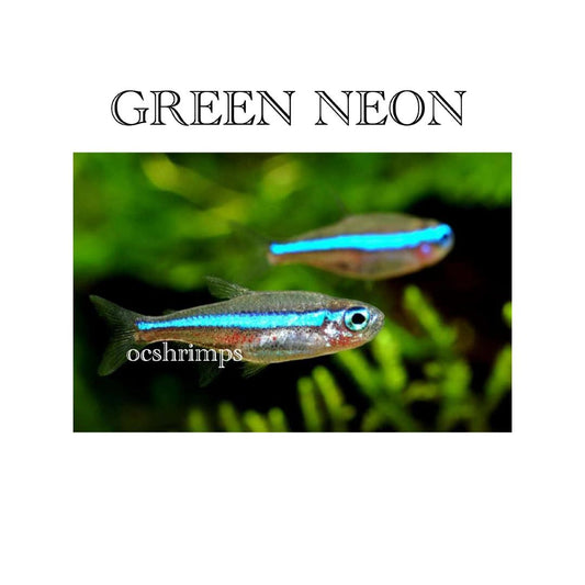 GREEN NEON TETRA