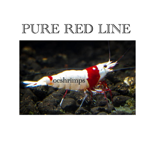 PRL - PURE RED LINE SHRIMP ( 10 PCS )