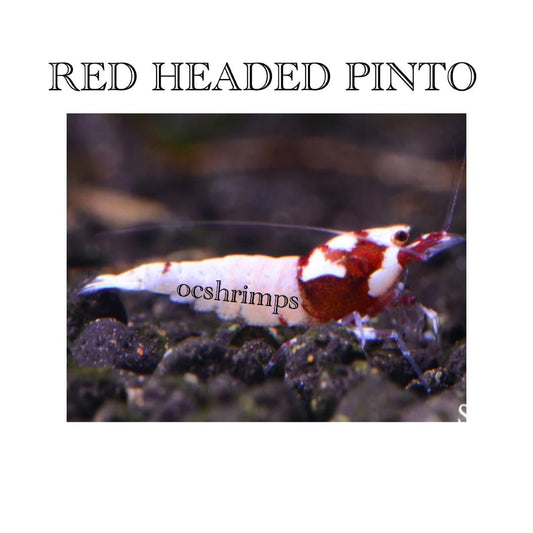 RED  PINTO