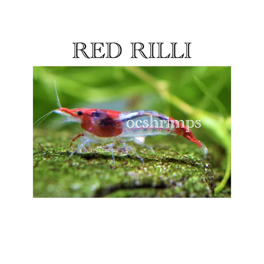 RED RILLI SHRIMP ( 10 PCS )