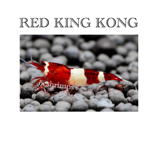 RED KING KONG  ( RKK )