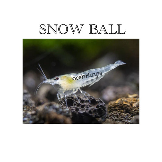 SNOW BALL SHRIMP ( 10 PCS )