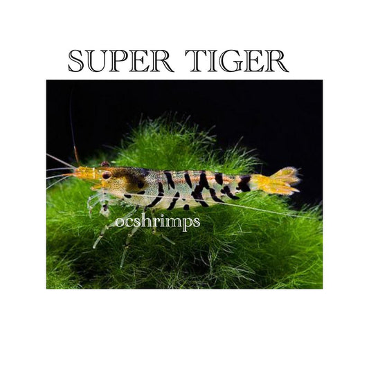 SUPER TIGER SHRIMP ( 10 PCS )