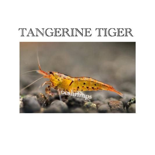TANGERINE TIGER ( 10 PCS )
