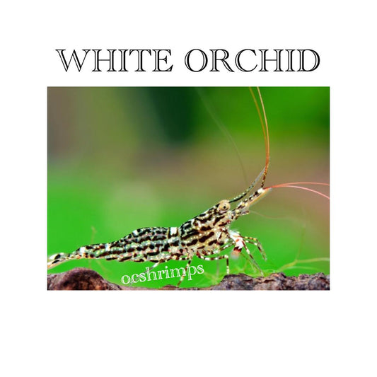 WHITE ORCHID SULAWESI SHRIMP ( 10 PCS )