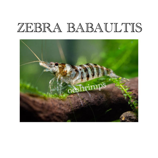 ZEBRA BABAULTIS ( 10 PCS )